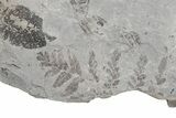Pennsylvanian Fossil Fern (Neuropteris & Macroneuropteris) Plate #214188-1
